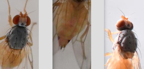 Réf. 330 140 : Palloptera ustulata